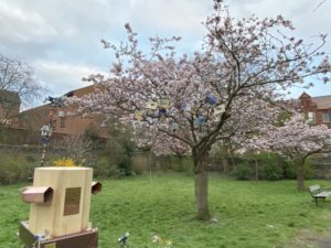 Future Machine under the blossom tree, in full pink blossom, surrounded by grass, with building behind, in Christ Church Gardens in Nottingham