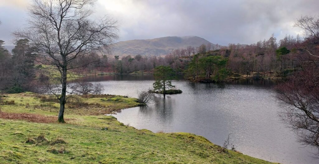 A lake and a tree with a mountain in the distance