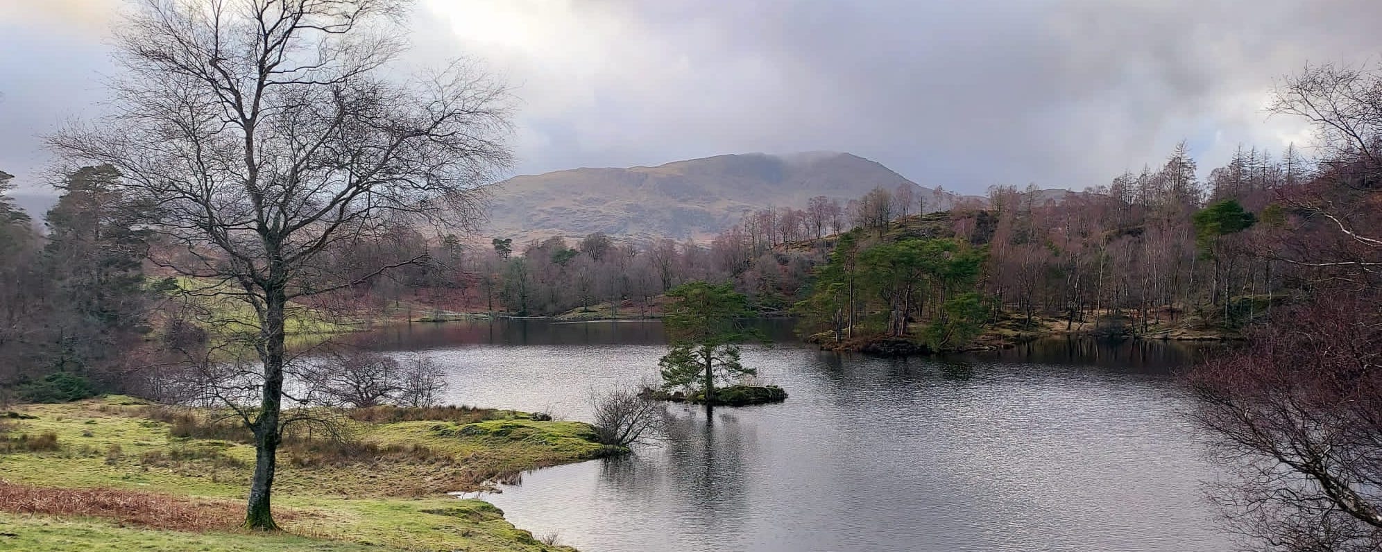 A lake and a tree with a mountain in the distance