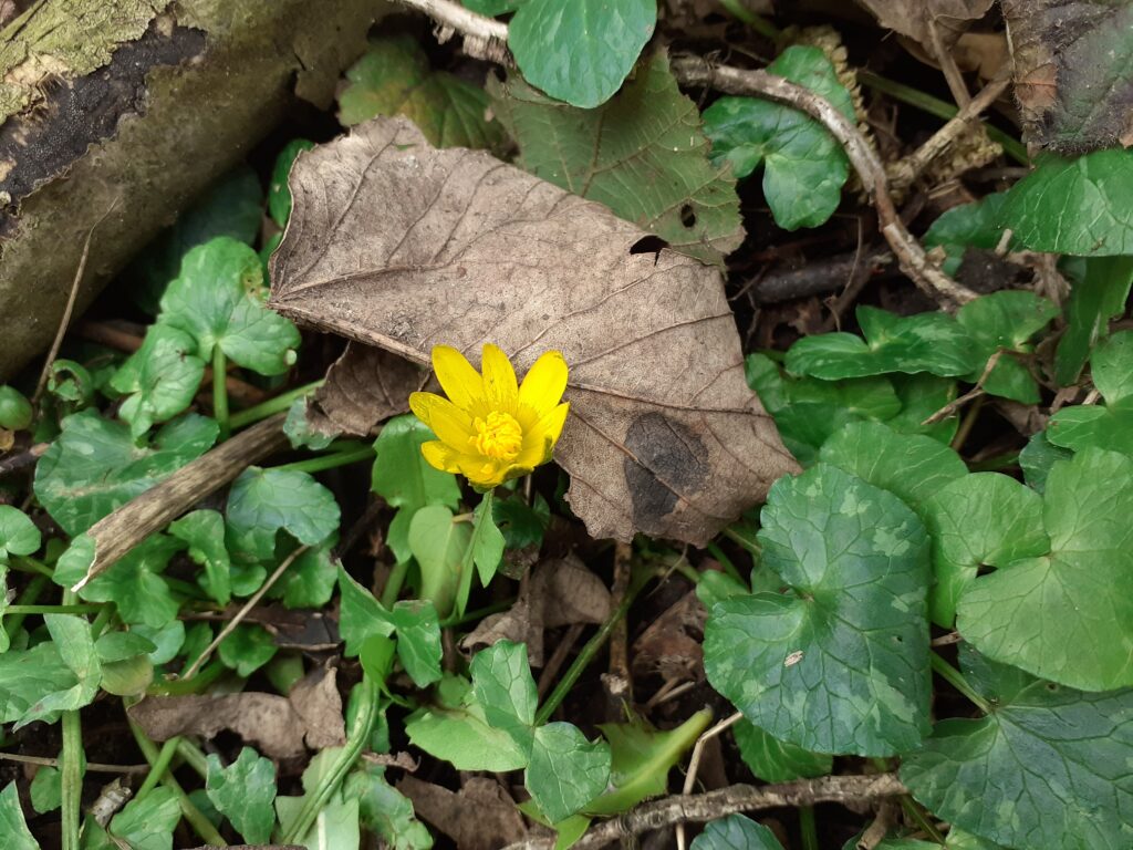 A bright yellow lesser celandine flower in amongst green leaves