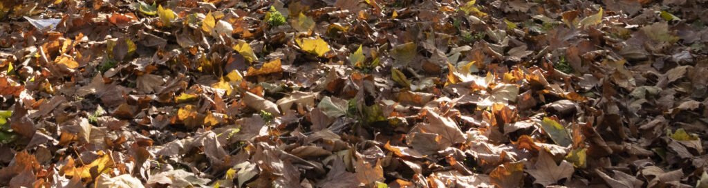 autumn leaves