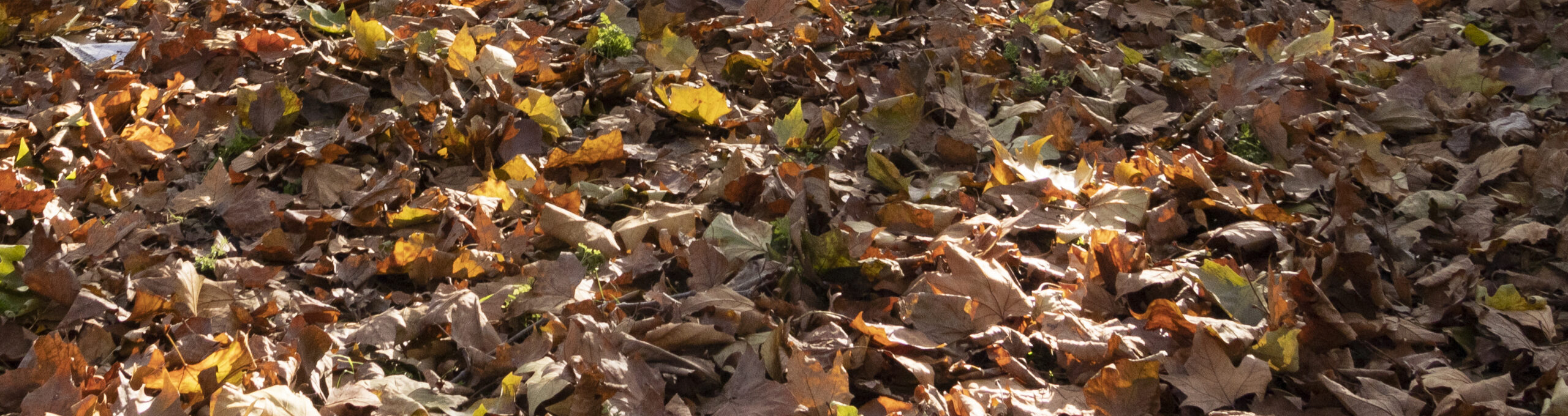 autumn leaves