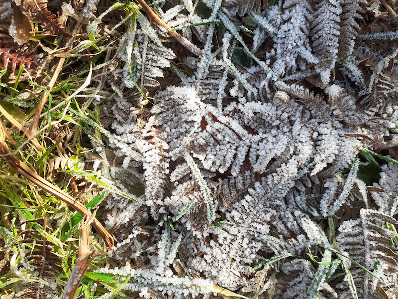braken covered in white frost